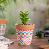 Hexa Pot in Multi-Color