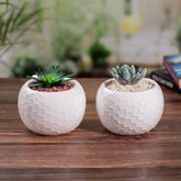 Small Pot Set of 2