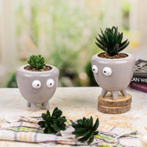 Grey Pot Indoor Plant ( Set of 2)