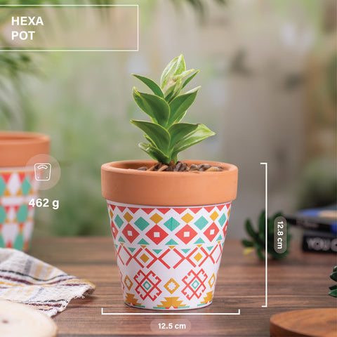 Hexa Pot in Multi-Color