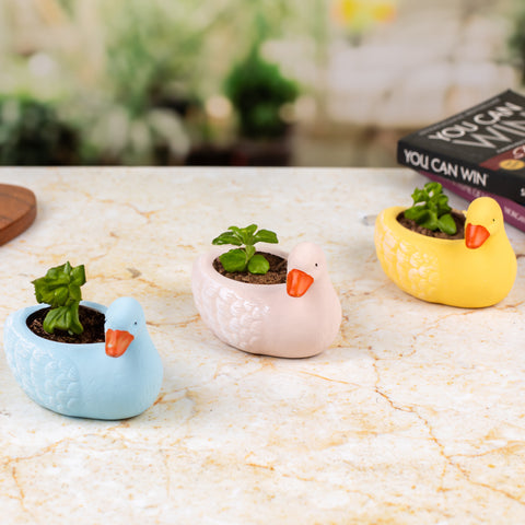 Indoor Pots - Duck ( Set of 3 )